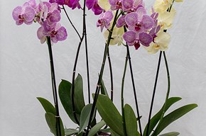 Orchidea a due steli